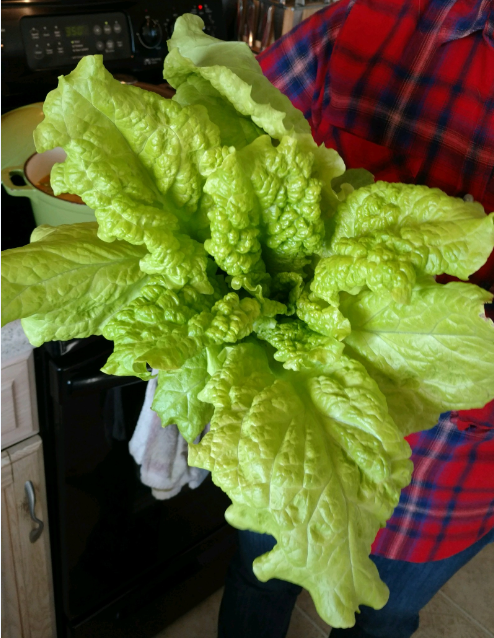 lettuce2.png