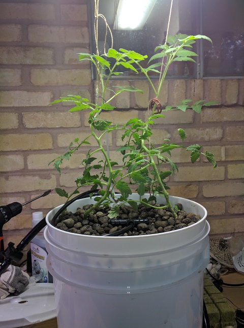 dutch bucket 2017-05-03 18.31.37.jpg