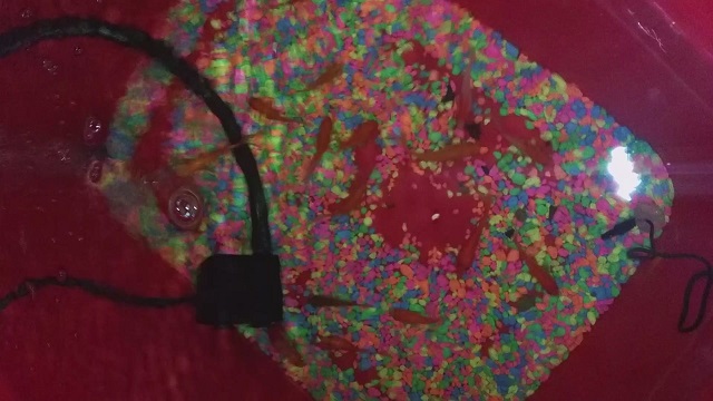 fishtank 2017-05-03 18.31.21.jpg