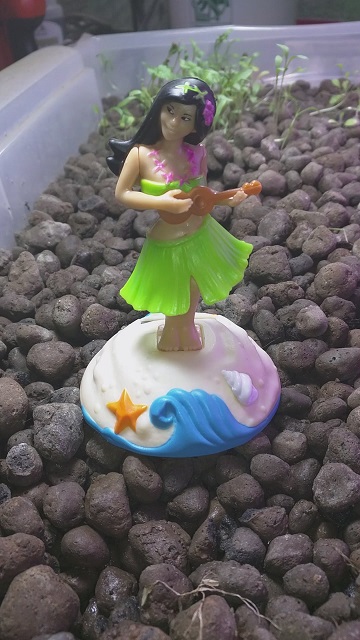 hula girl 2017-05-03 18.28.02.jpg