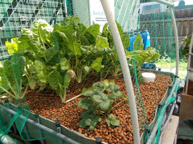 DSCN1164 (Medium) (Small).JPG