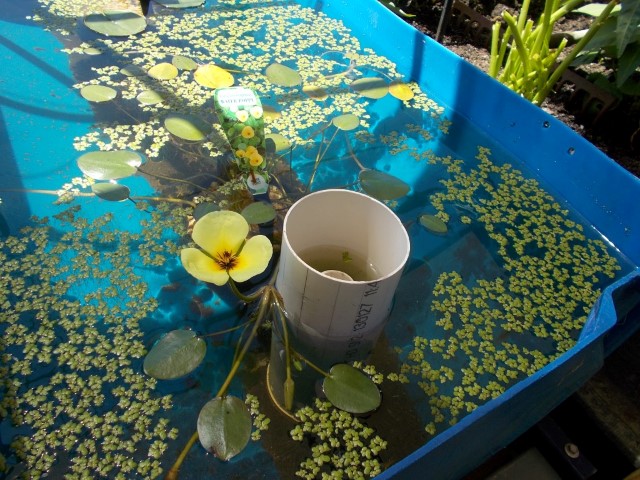 DSCN1168 (Medium) (Small).JPG