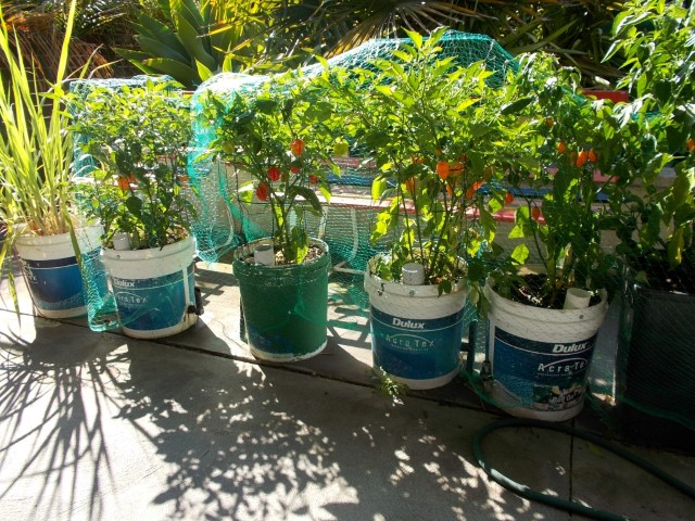 DSCN1255 (Medium) (Small).JPG