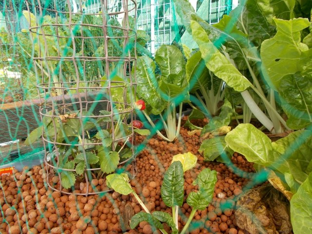 DSCN1264 (Medium) (Small).JPG