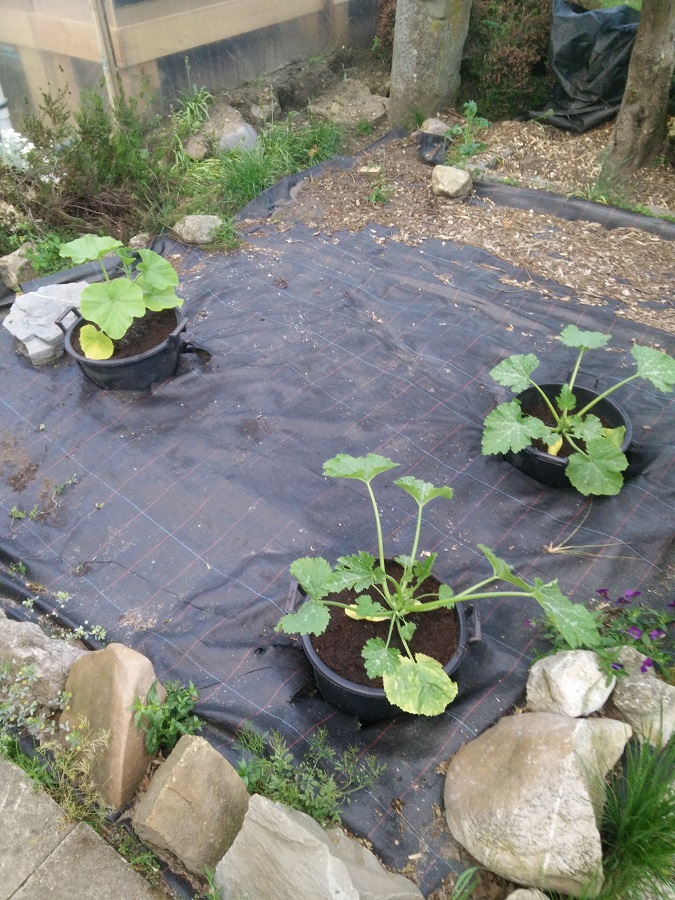 IMG_20170521_212344 - small.jpg