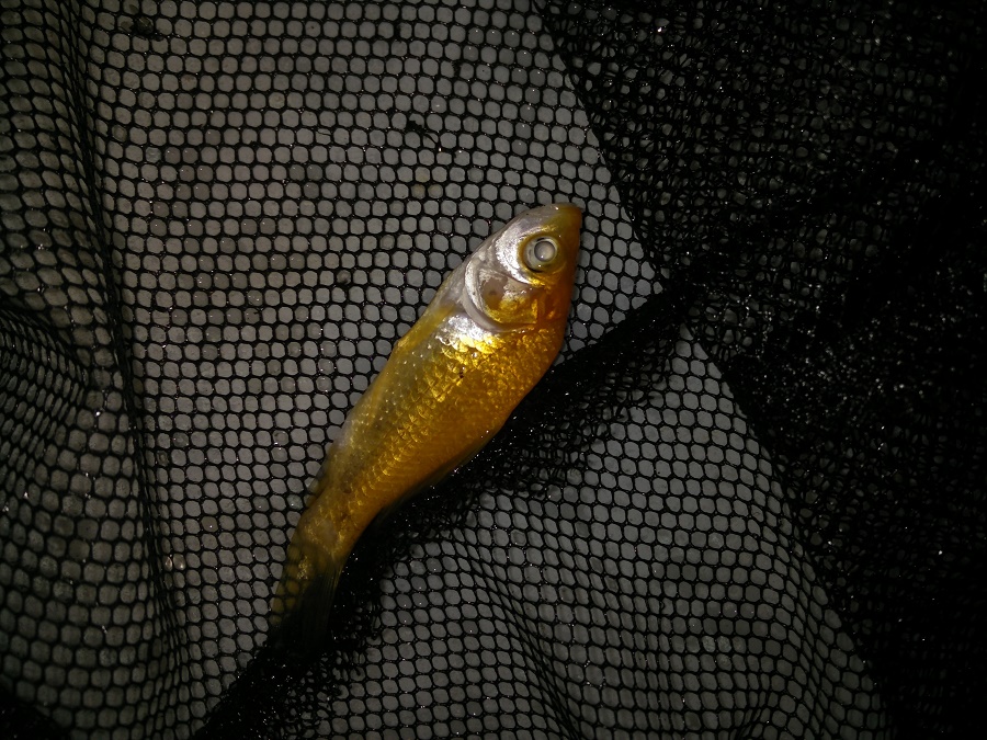 IMG_20170518_224458 - small.jpg