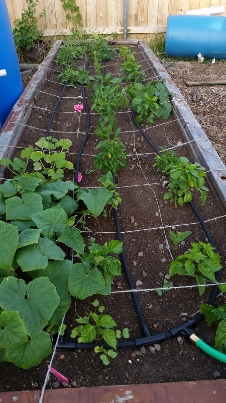raised bed.jpg