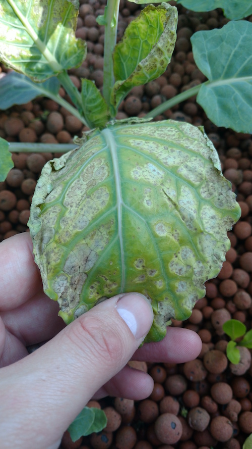 IMG_20170601_173456657 copy.jpg