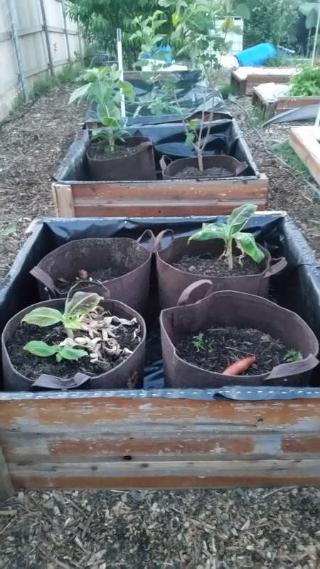 modular-wicking beds.jpg