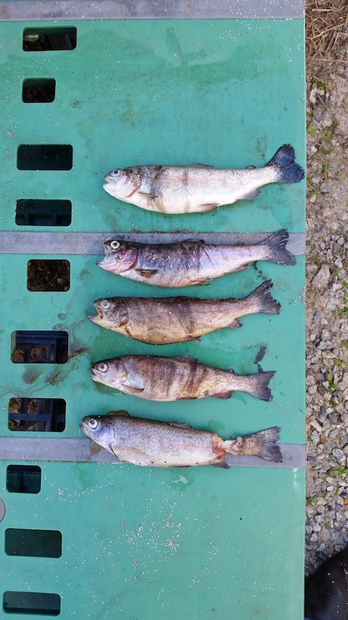 TroutVictims.jpg