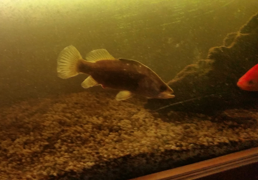 Barra in aquarium.png