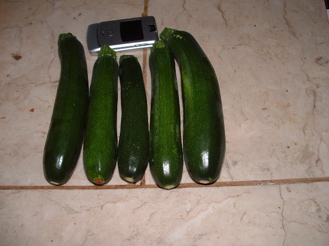 aquaponic pumpkins and zuchs 013.jpg