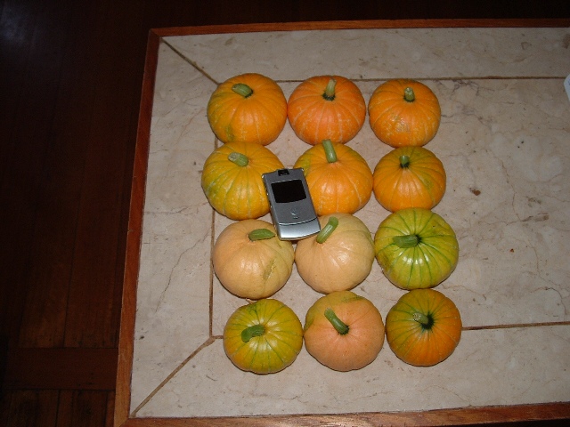 aquaponic pumpkins and zuchs 009.jpg