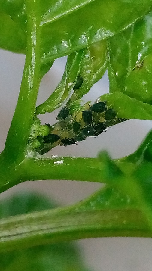 bug on peppers.jpg