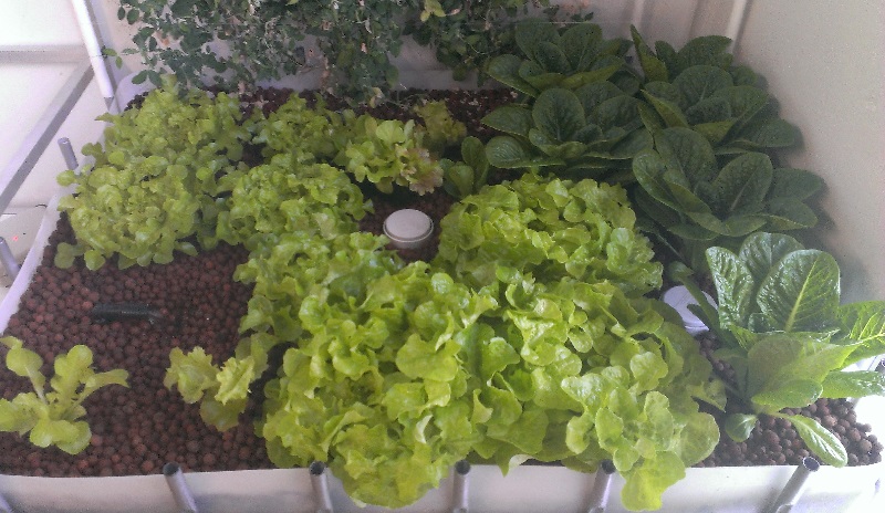 Perth Aquaponics - Cos and Oakleaf lettuce - IBC System 07-07-17.jpg