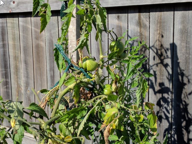 2017-07-17 11_07_56-Aquaponicskkkkkk.jpg