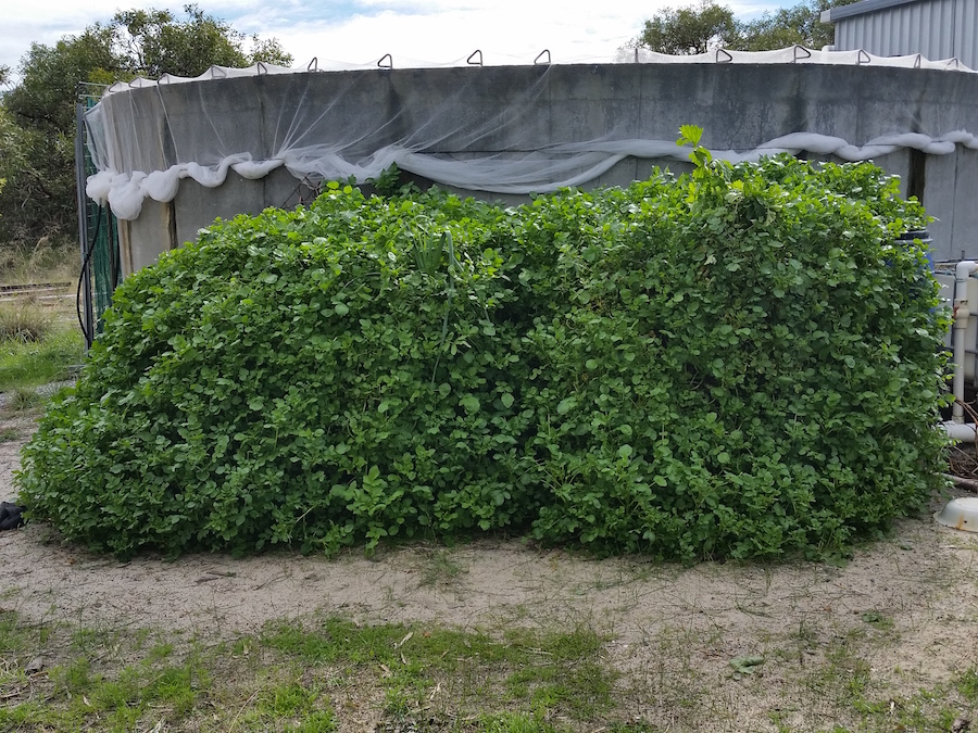 Watercress in GBs.jpg