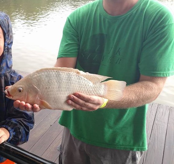 Alabama Talapia.jpg