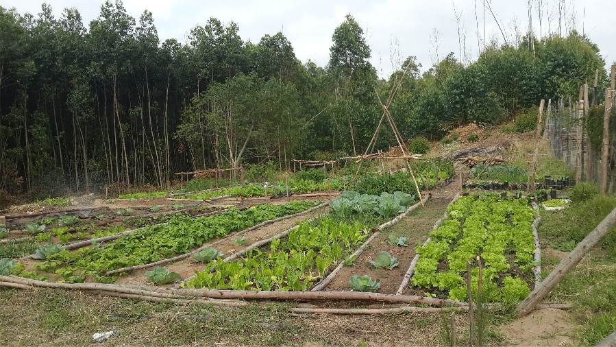 our current traditional veggie garden cropped.jpg