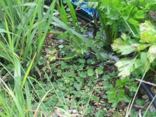 growbeds over grown sml .jpg