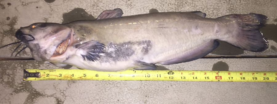 2017-09-01 11_31_33-catfish.JPG
