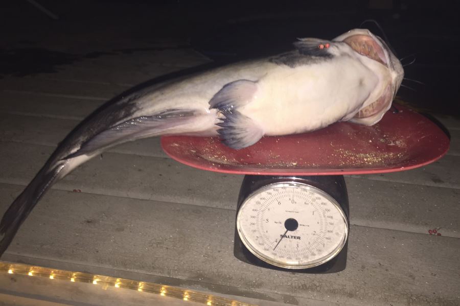 2017-09-01 11_32_14-catfish on scale.JPG