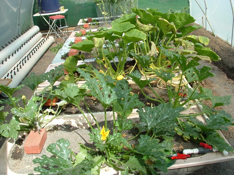 aquaponics 27-1-2008 007.jpg