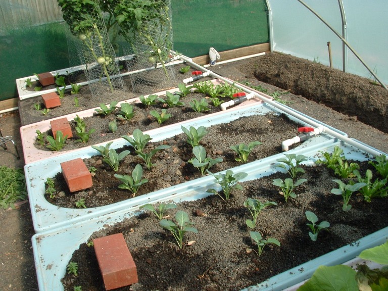 aquaponics 27-1-2008 005.jpg