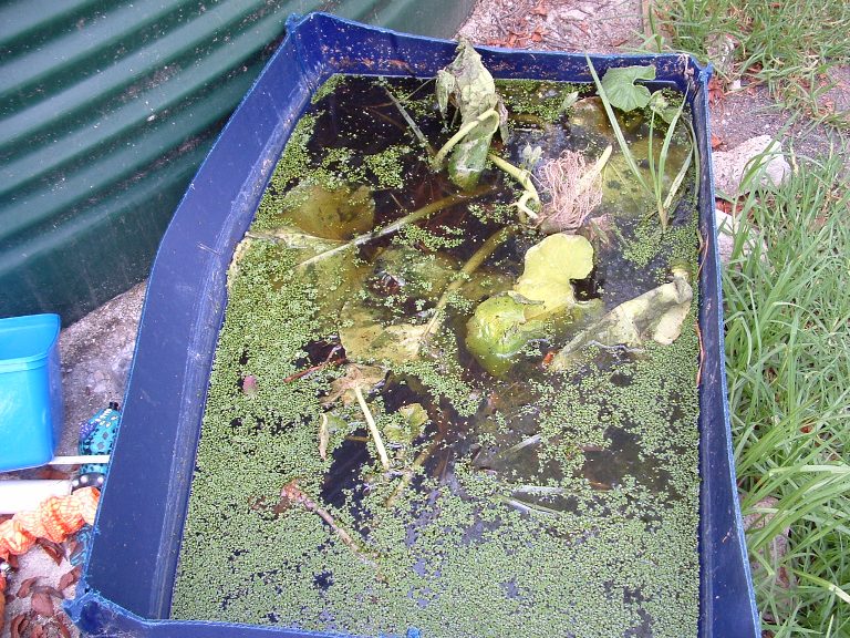 aquaponics 27-1-2008 011.jpg