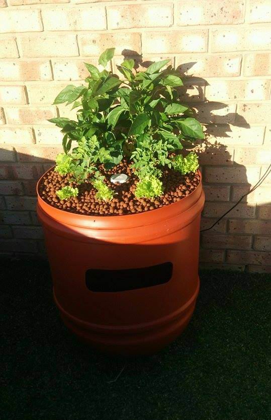 Perth Aquaponics - Matt's Single Barrel System b - Copy.jpg