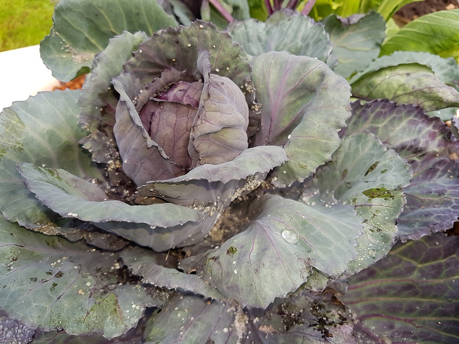 20170909_124716[1] Bugs.jpg