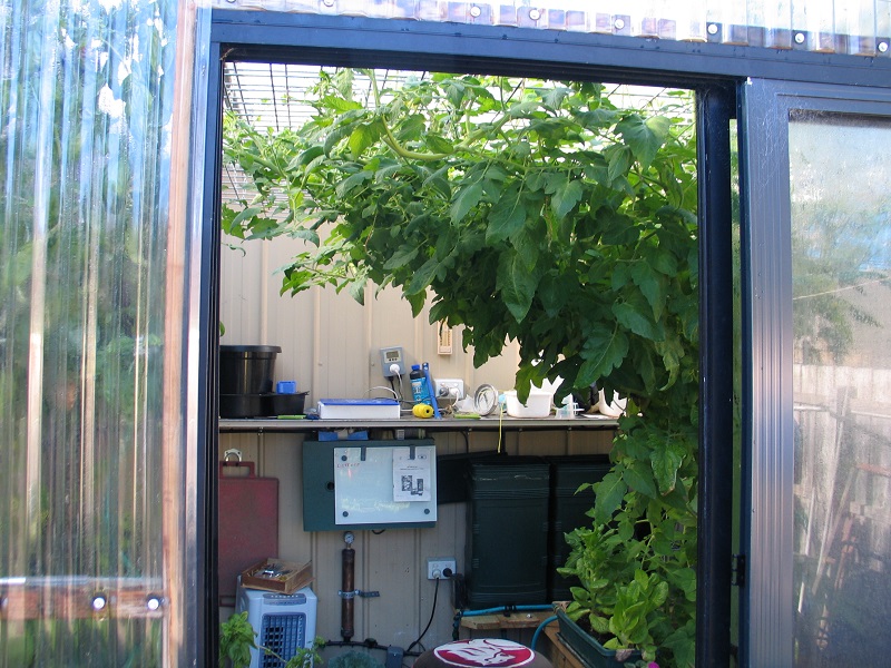 giant tomato 001.JPG