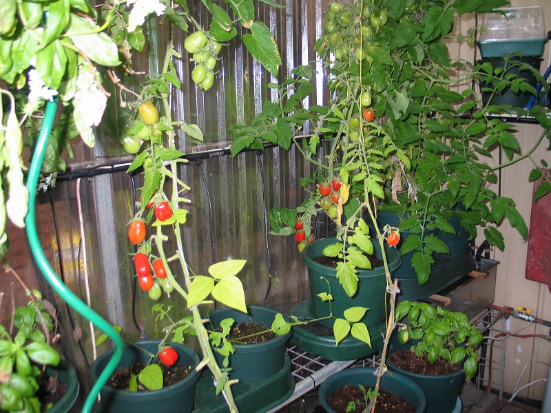 tomatoes 005.JPG