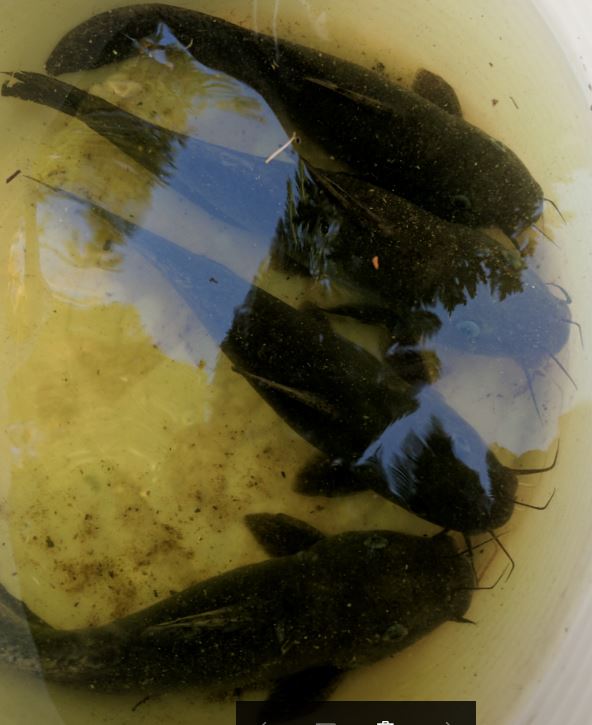 Tandanus tandanus.JPG