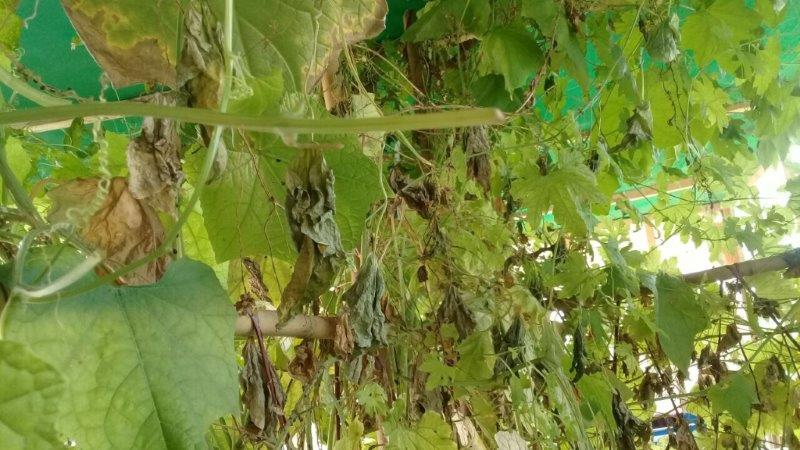 IMG_6347 (003) t1.jpg