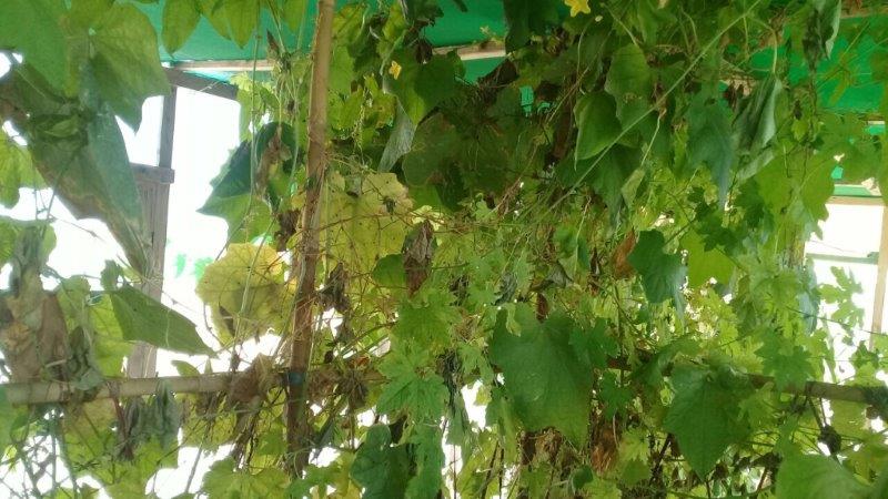 IMG_6358 (002) t7.jpg