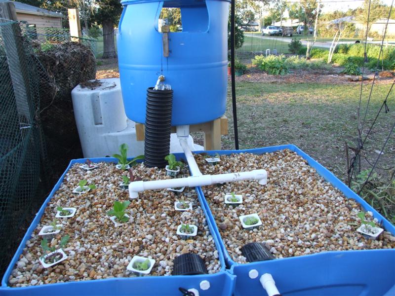 salad in grow beds (Medium).JPG