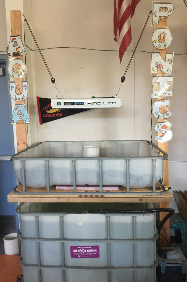 Aquaponics 20170921-small.jpg