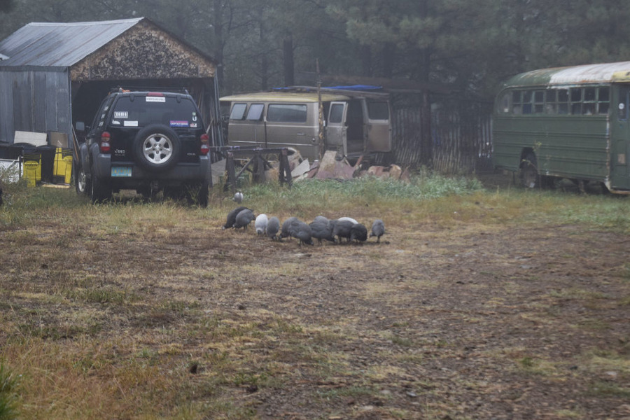 Late-Sept-2017Sunday-morning-after-rain-Guinea-fowl.JPG