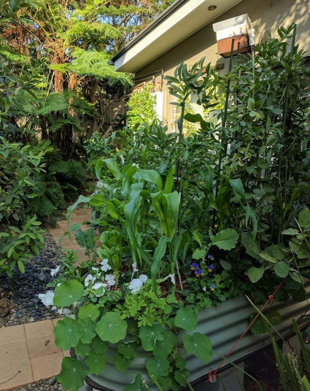 Aquaponics Constant Flood.JPG