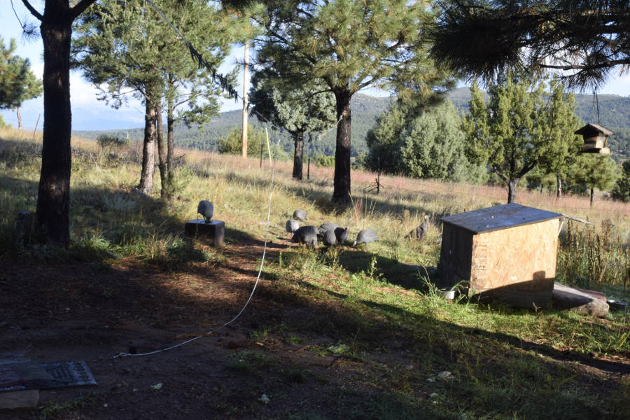 Guinea-fowl-Oct-6th-2017-900px.JPG