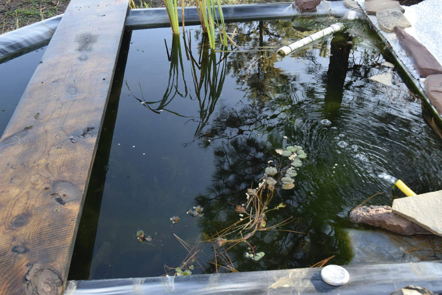 Koi-pond-Oct-6th-2017-900px.JPG