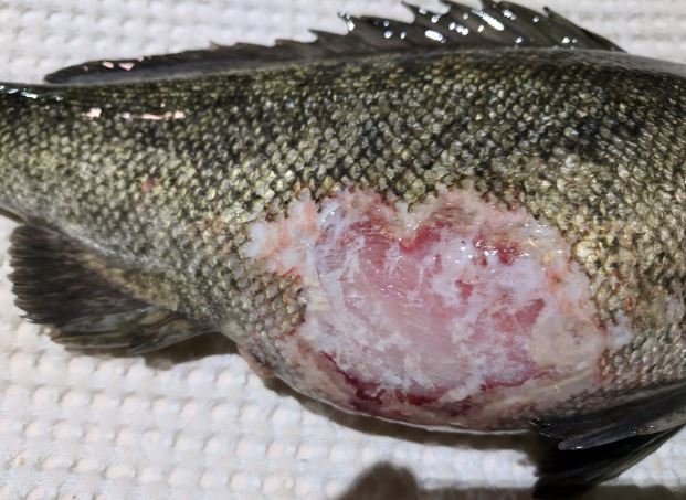 Silver Perch.JPG