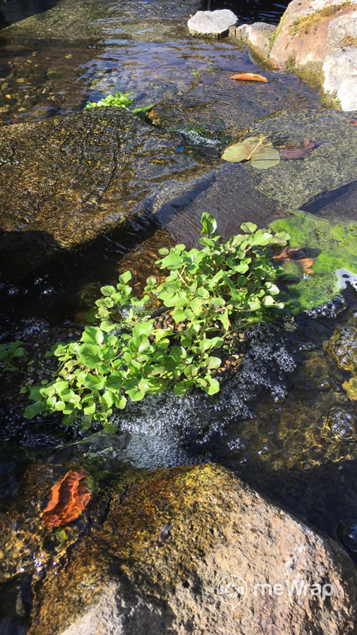 watercress2.jpg
