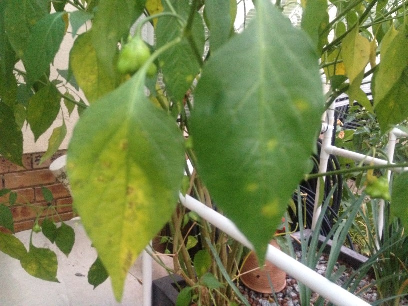 IMG_9950 (816 x 612).jpg