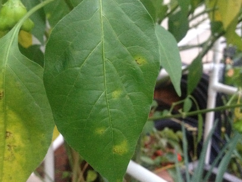 IMG_9951 (816 x 612).jpg