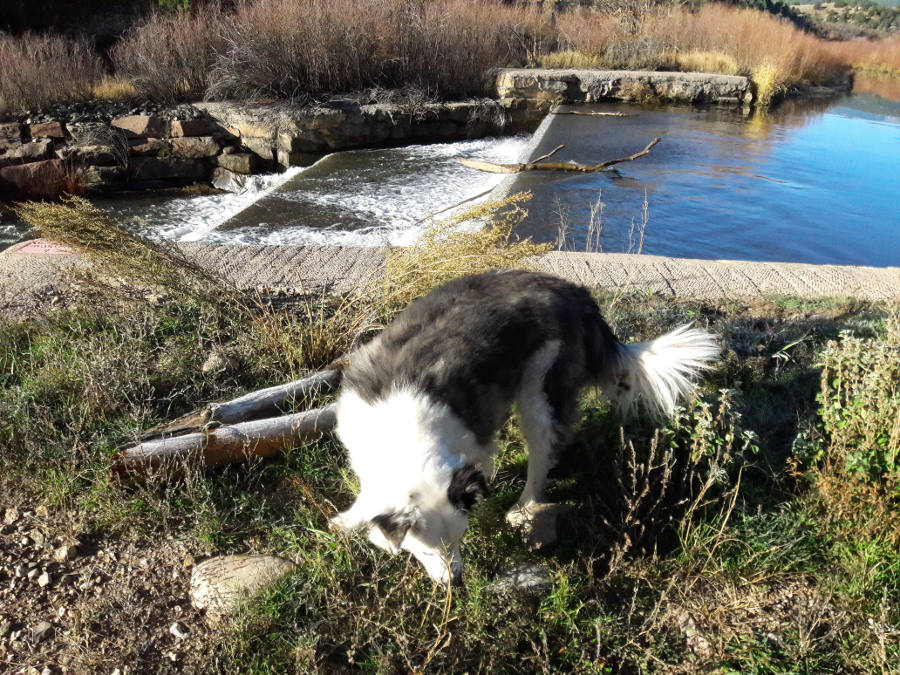 Mora-River-Acequia-diversion-Buddy.jpg