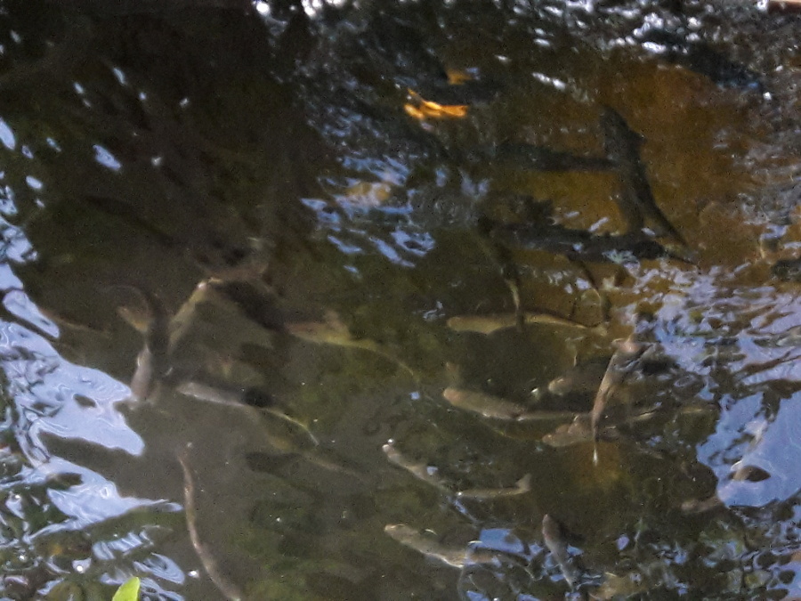 Our-AP-in-afternoon-sun-Brook-trout-getting-big2.jpg
