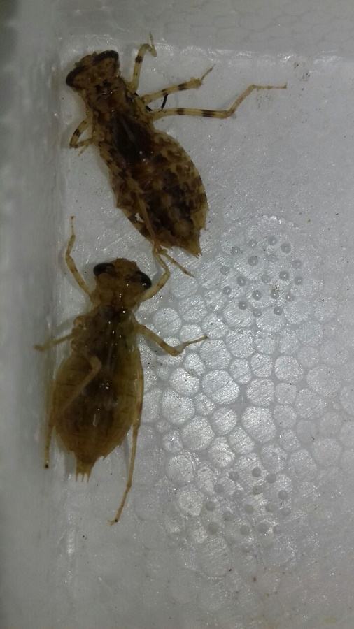 WhatsApp Image 2017-11-09 at 09.29.17.jpeg