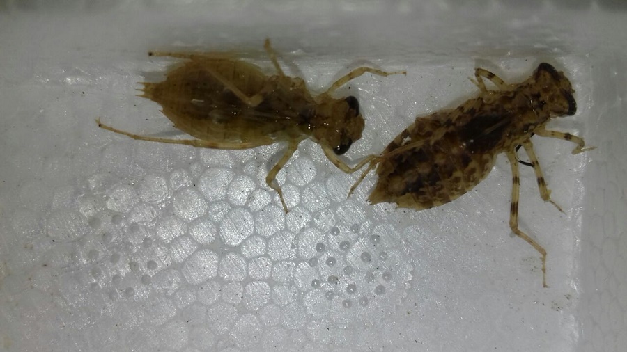 WhatsApp Image 2017-11-09 at 09.29.17 (1).jpeg